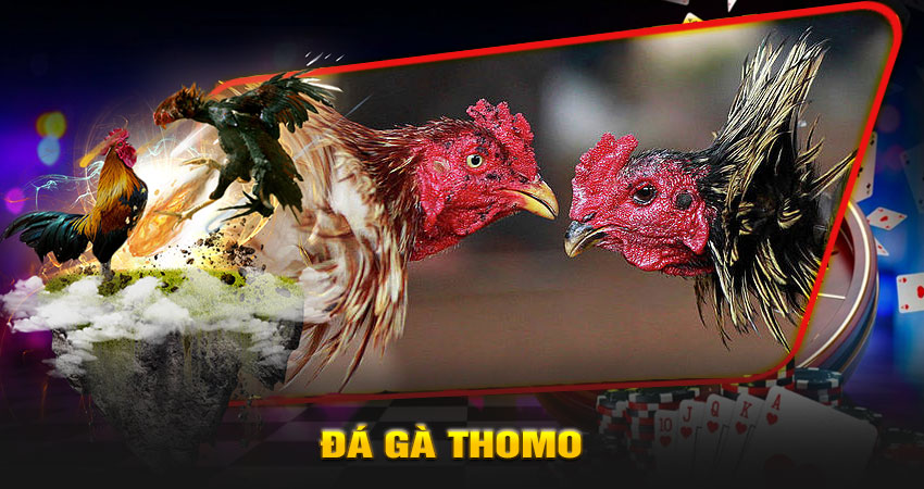 Đá Gà Thomo