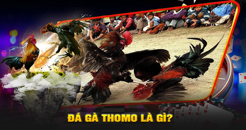 Đá gà Thomo là gì?
