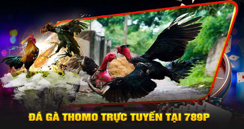 Đá gà Thomo trực tuyến tại 789P – Trải nghiệm đỉnh cao không cần ra trường gà